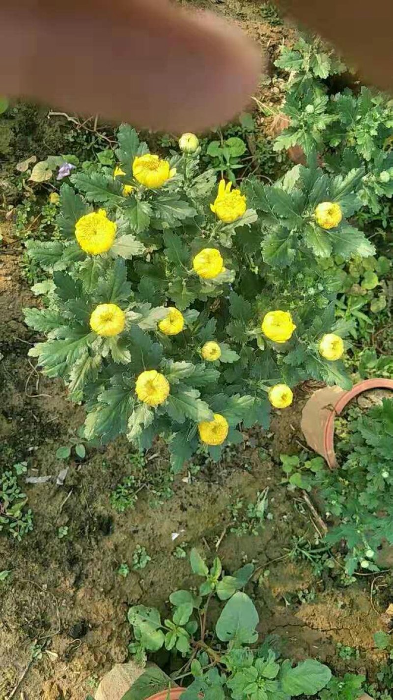 多头菊花