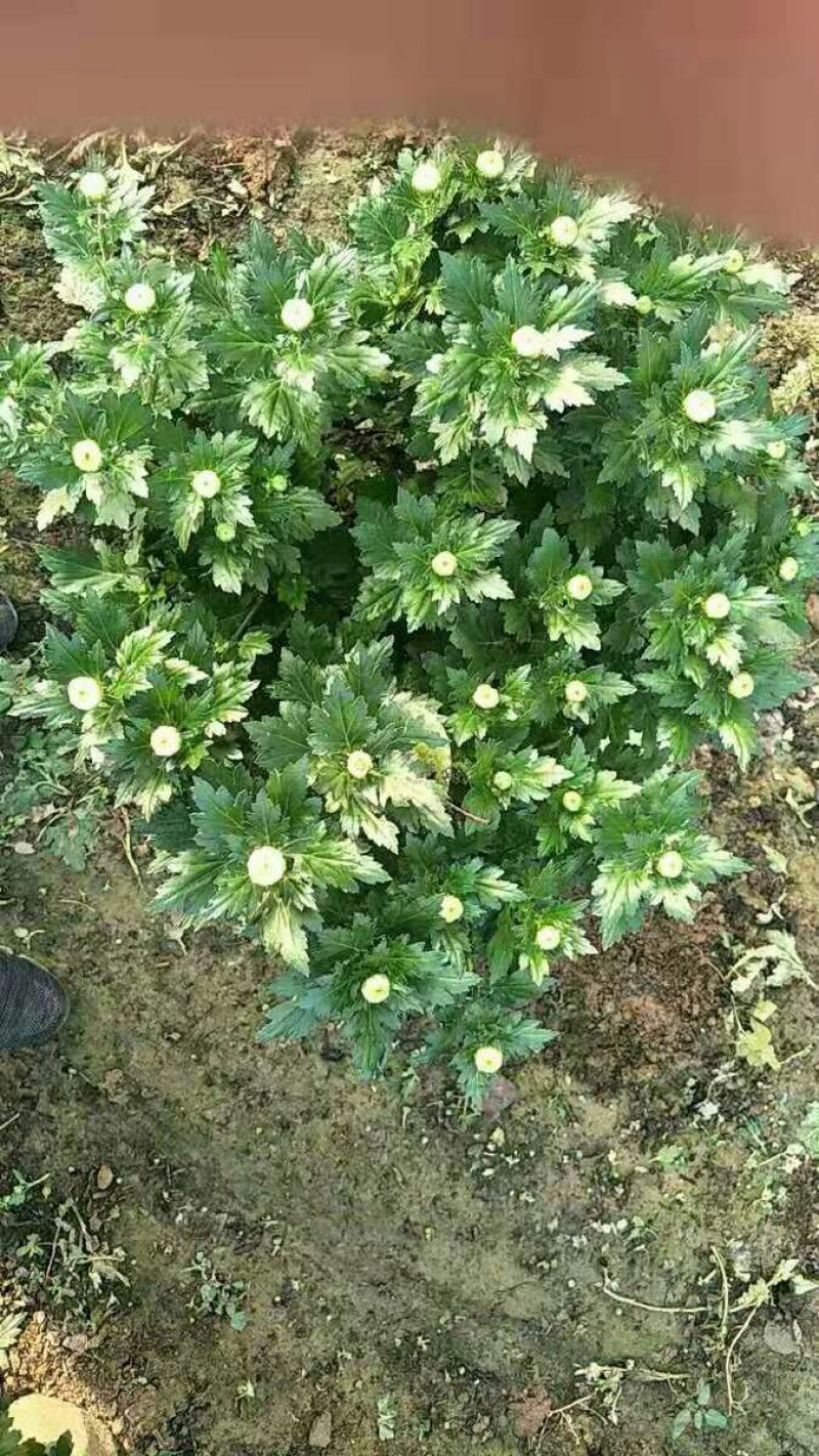 多头菊花