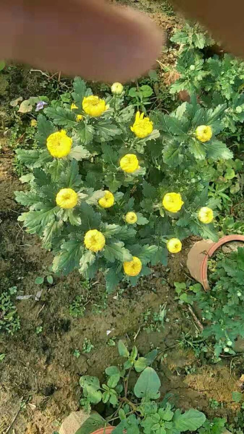 多头菊花