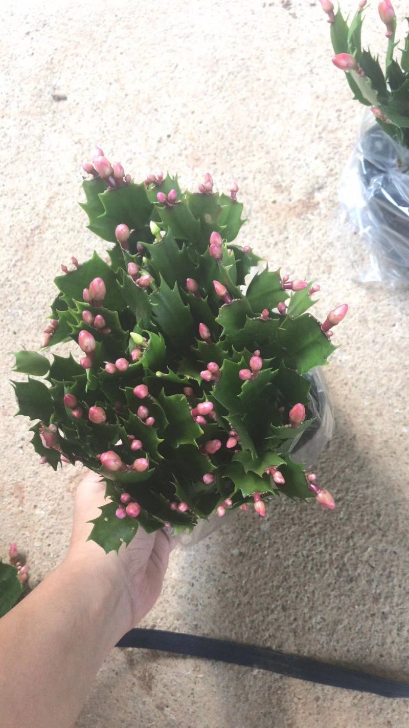 180双色蟹爪兰