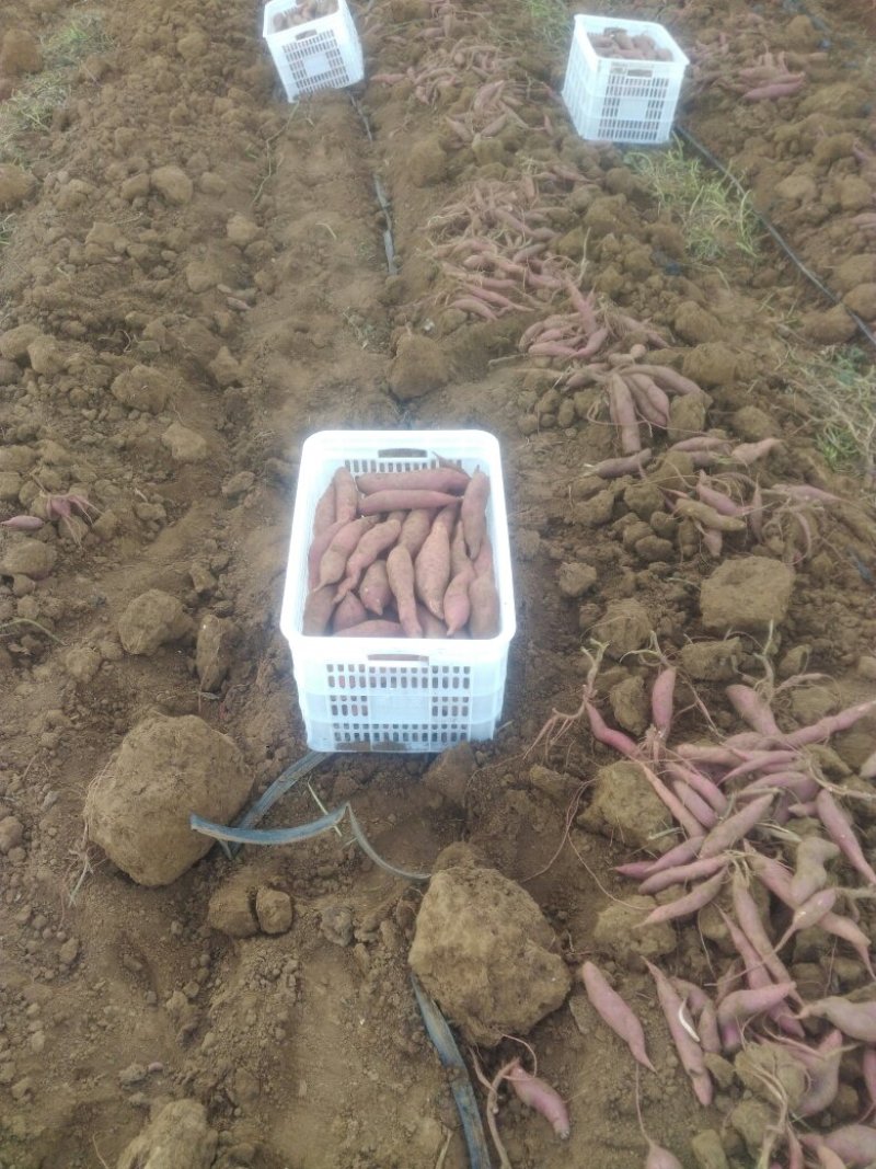 西瓜红