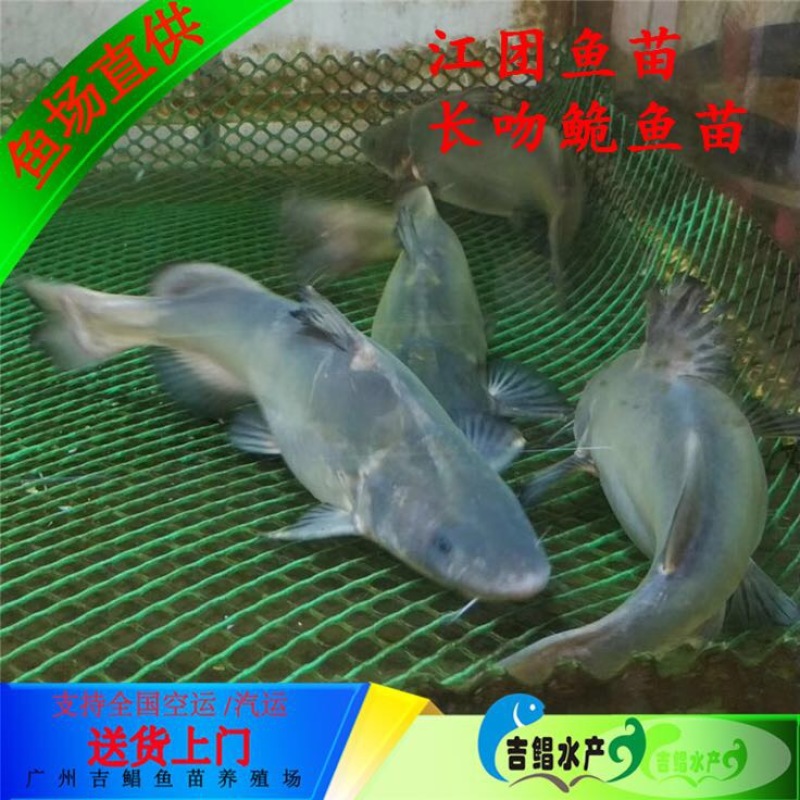 鮰鱼苗江团鱼苗