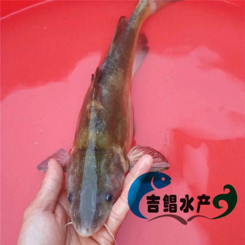鮰鱼苗江团鱼苗