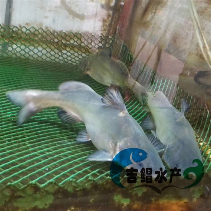 鮰鱼苗江团鱼苗