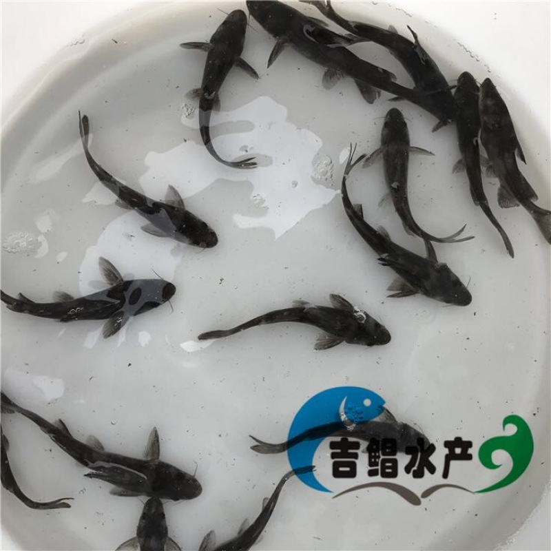 鮰鱼苗江团鱼苗