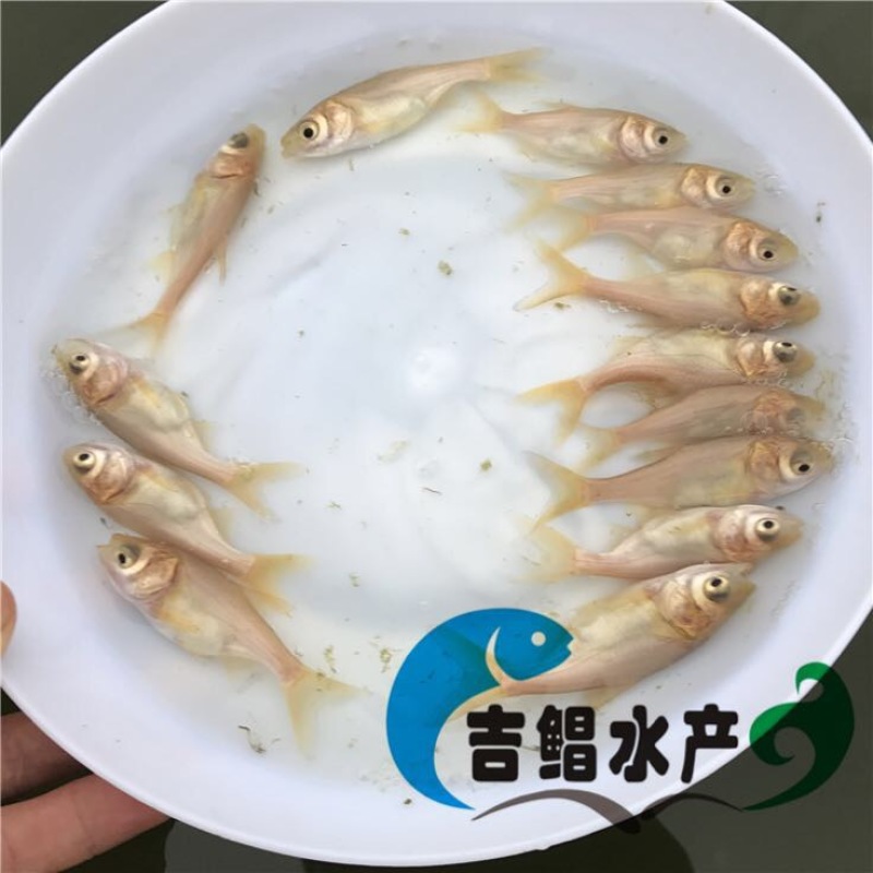 鳙鱼苗