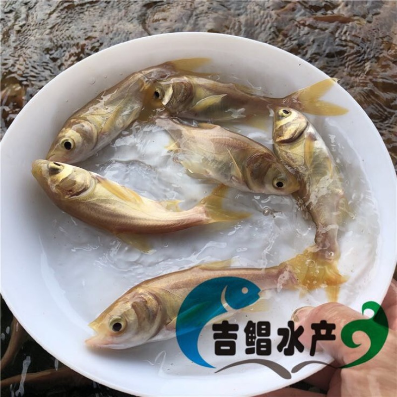 鳙鱼苗