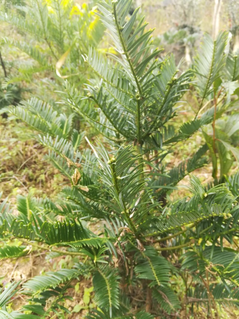 三年下山桩