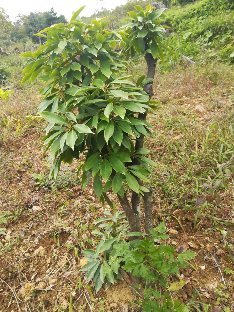 三年下山桩