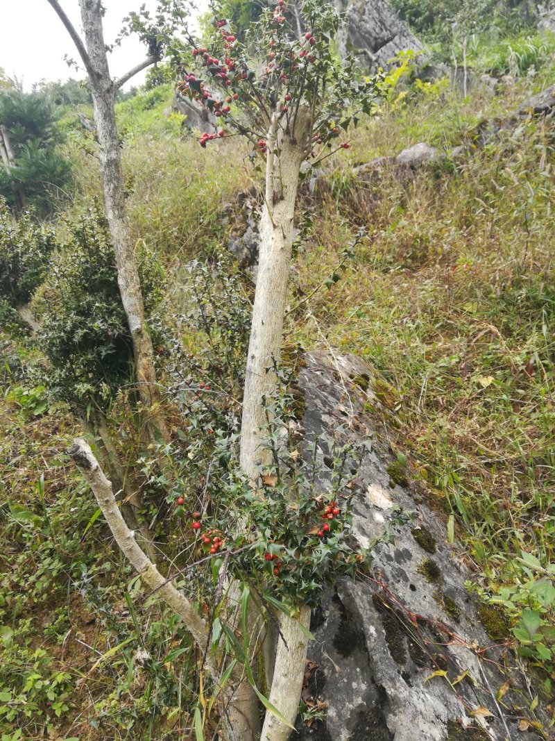 三年下山桩