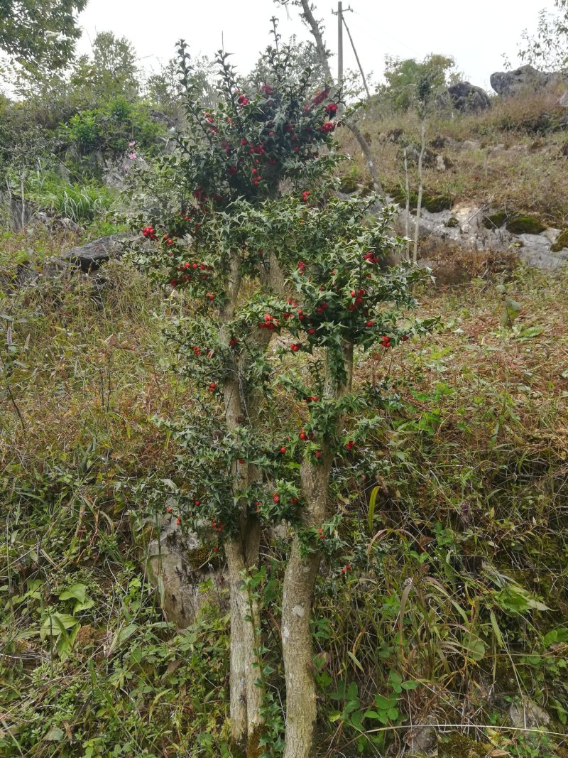 三年下山桩