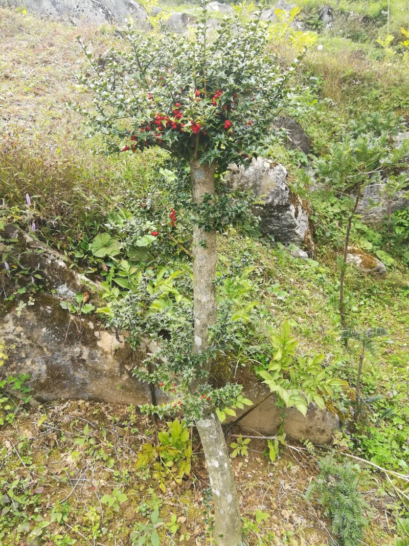 三年下山桩