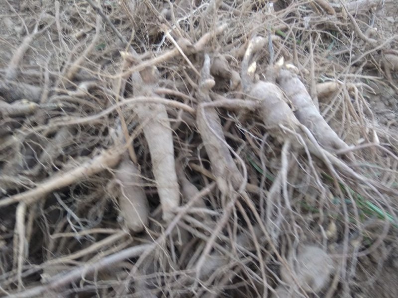 大量供應，赤芍苗，知母苗，基地直銷