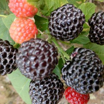 黑树莓苗基地直销包教种植技术