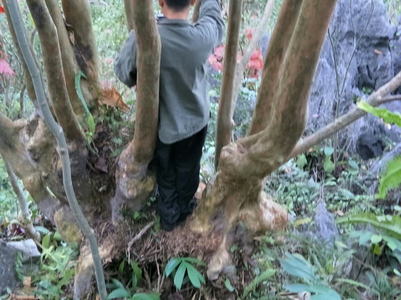 紫薇桩大桩