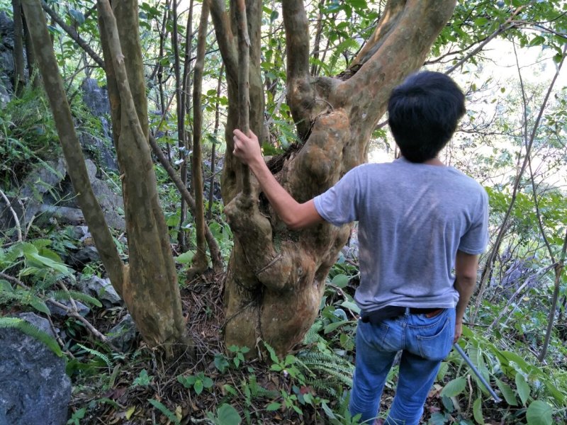 紫薇桩大桩