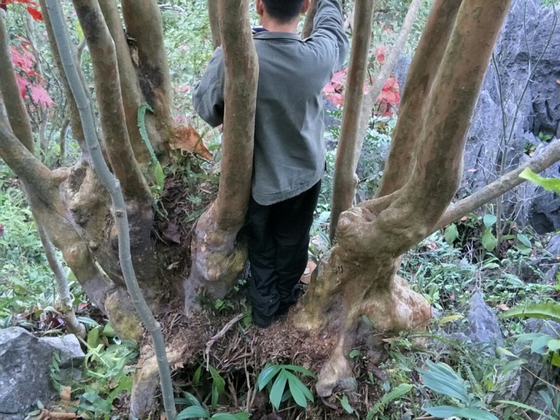 紫薇桩大桩