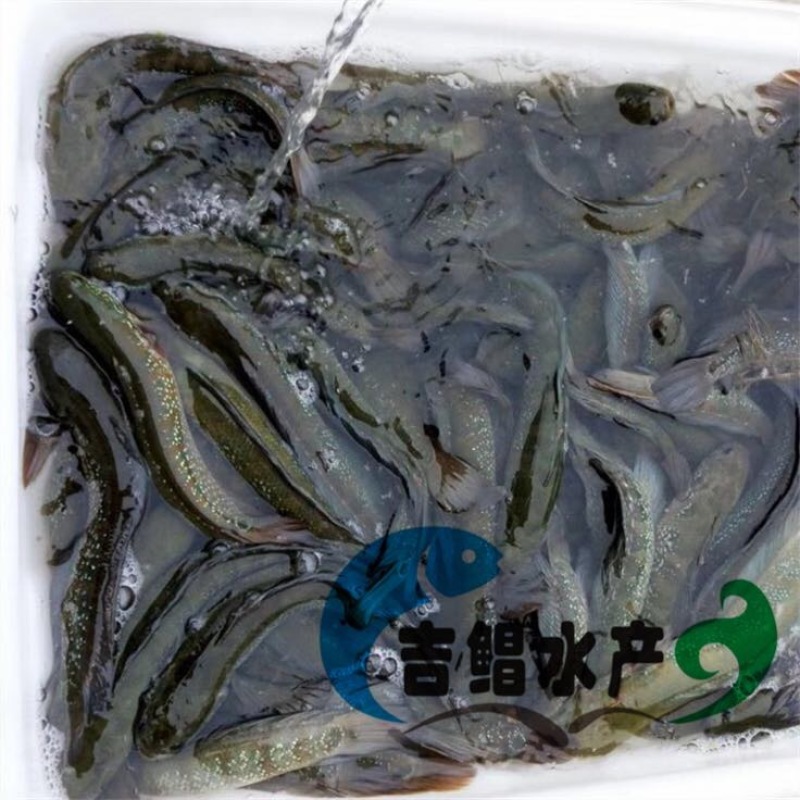 月鳢鱼苗七星鱼苗现货供应