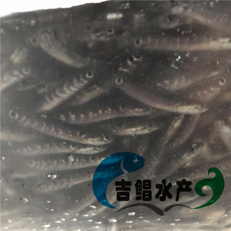 月鳢鱼苗七星鱼苗现货供应