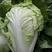 白菜夏阳白小颗白菜二到四斤青绿产地一手货源产地商超电商货充足