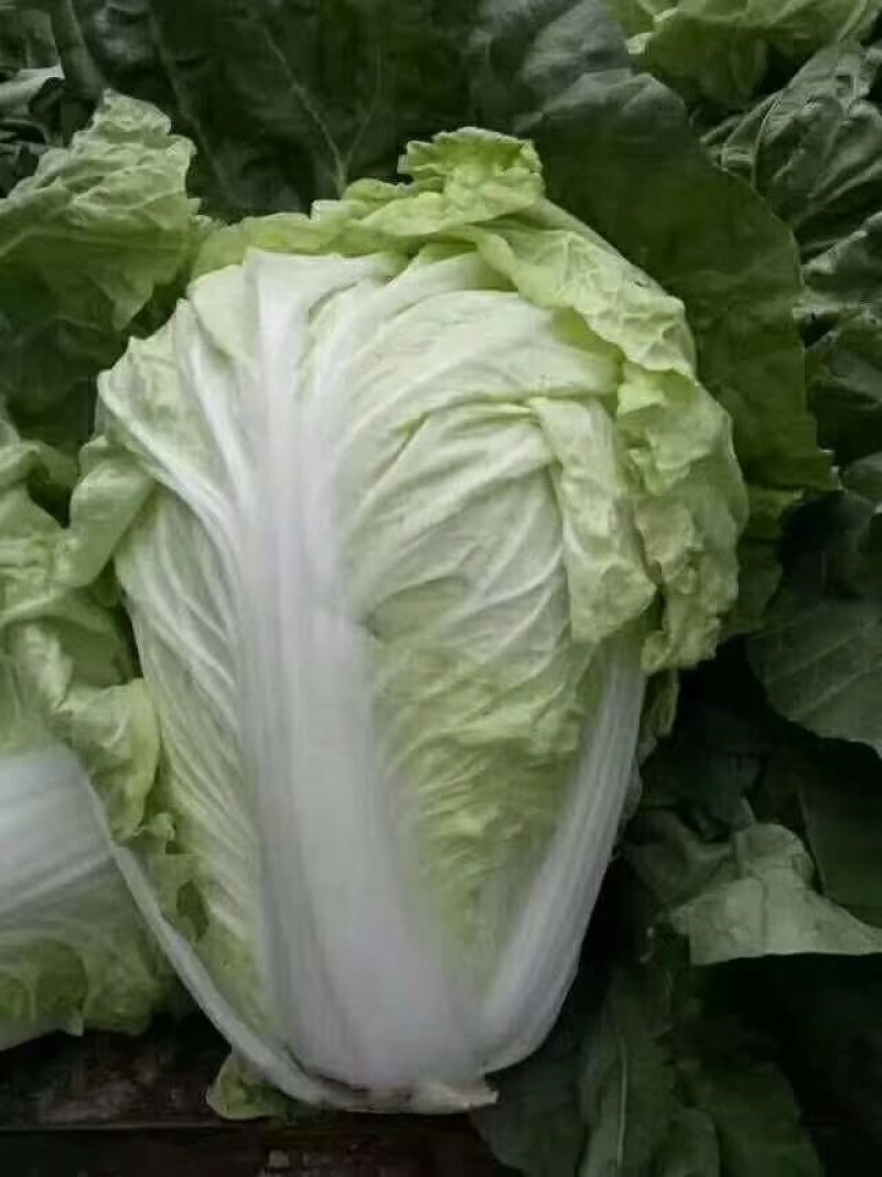白菜夏阳白小颗白菜二到四斤青绿产地一手货源产地商超电商货充足
