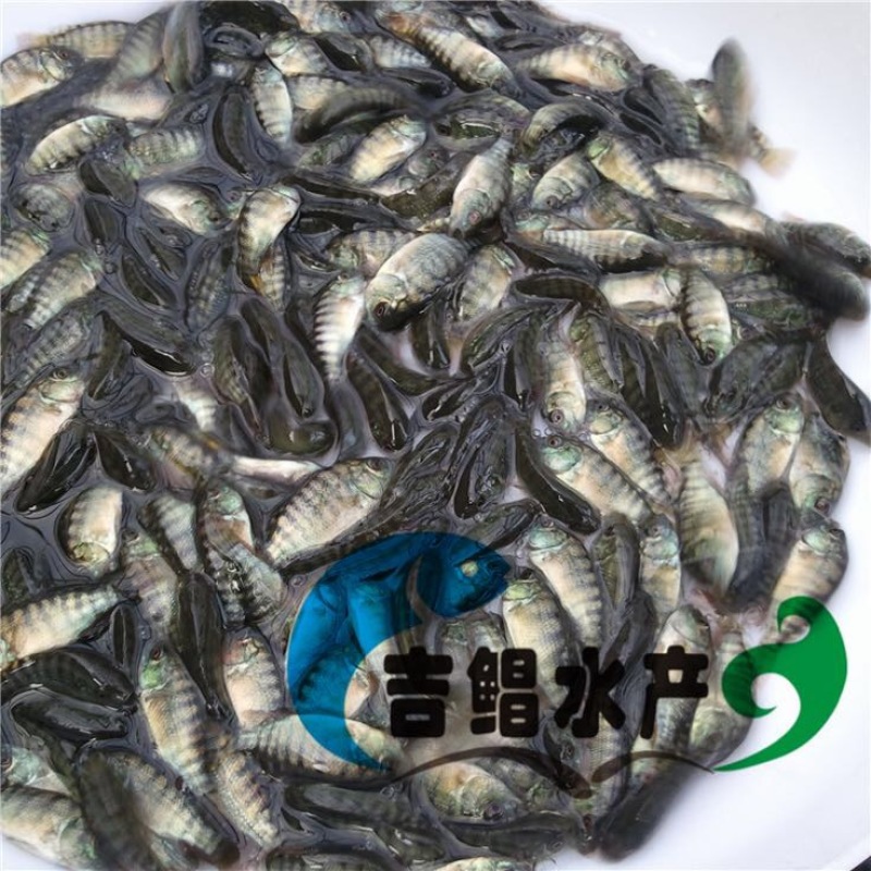 罗非鱼苗单性罗非鱼苗
