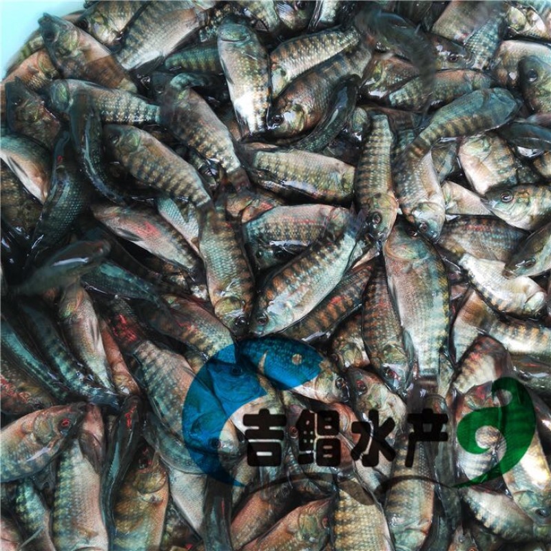 罗非鱼苗单性罗非鱼苗