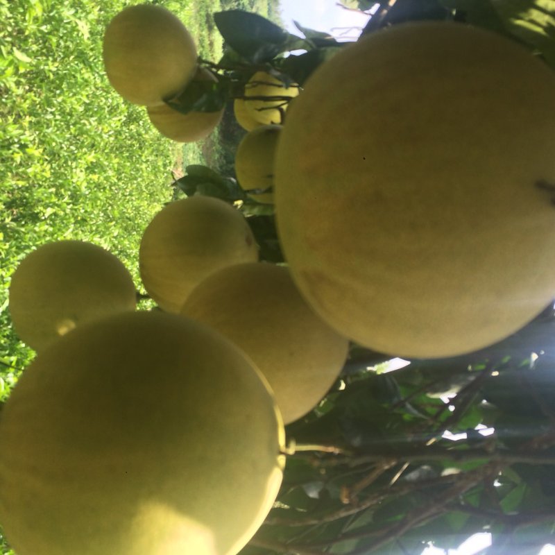 红心蜜柚苗