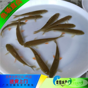 军鱼苗大量青竹鲩鱼苗待售