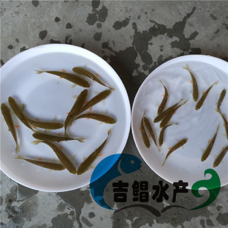 军鱼苗大量青竹鲩鱼苗待售