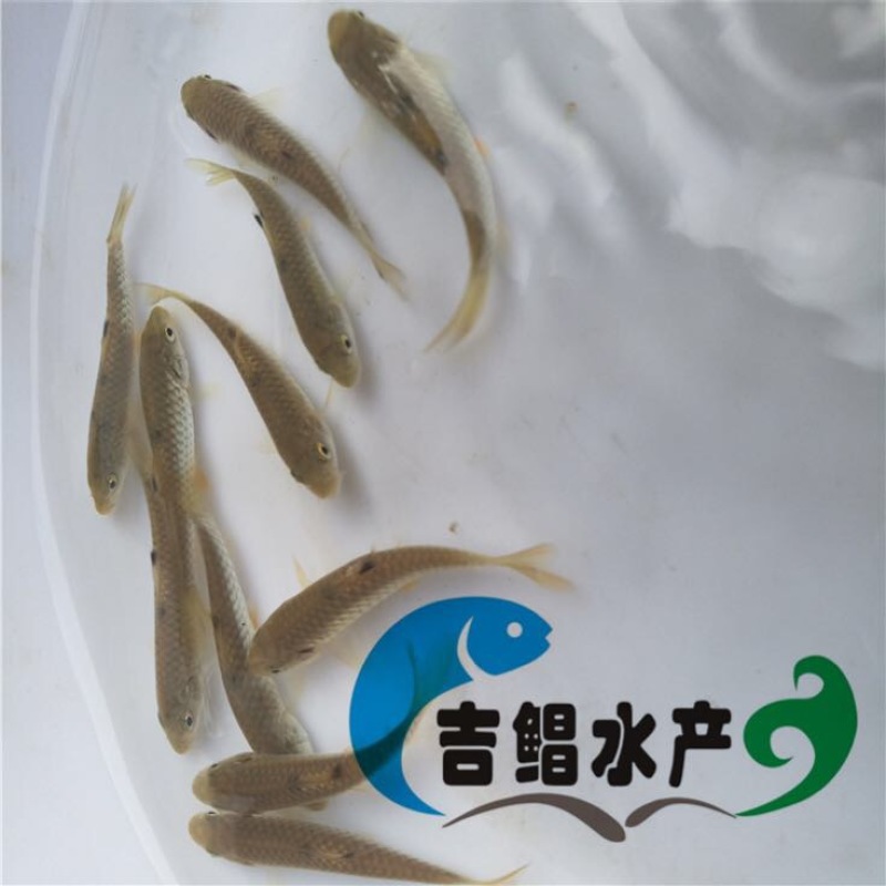 军鱼苗大量青竹鲩鱼苗待售