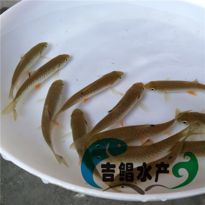 军鱼苗大量青竹鲩鱼苗待售