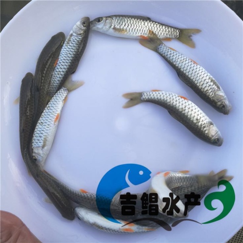 军鱼苗大量青竹鲩鱼苗待售