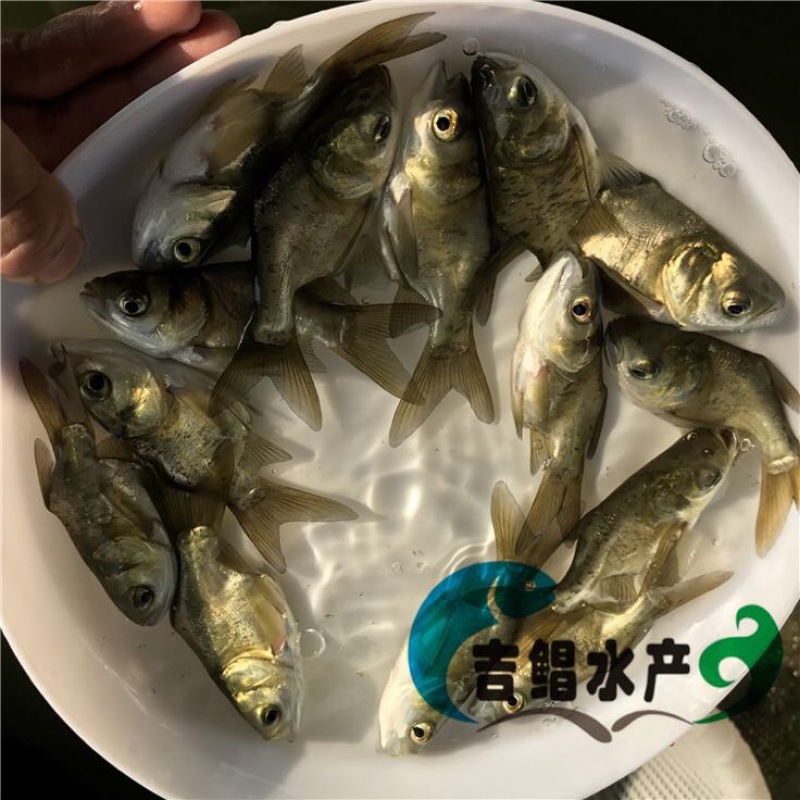 鳙鱼苗缩骨大头鱼苗