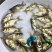 鳙鱼苗缩骨大头鱼苗