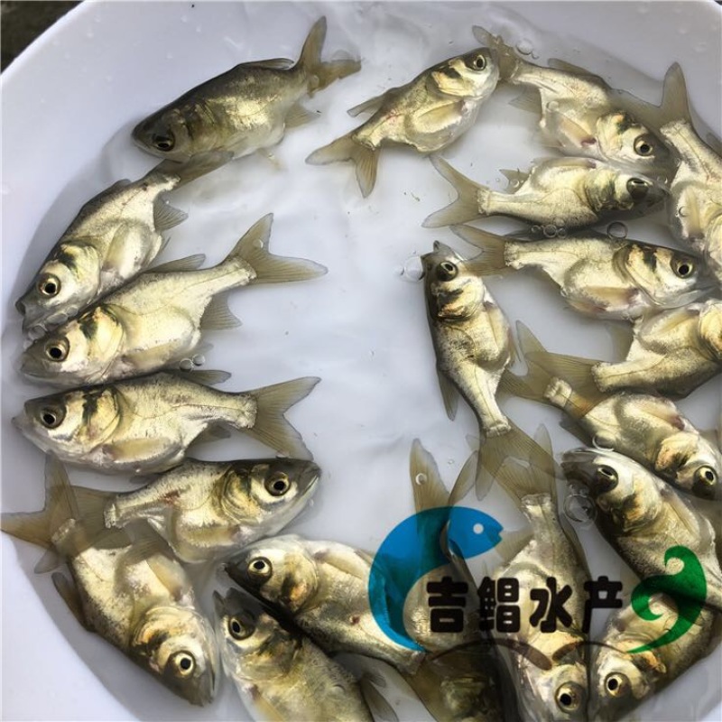 鳙鱼苗缩骨大头鱼苗