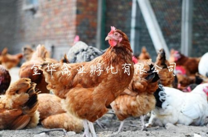 海南褐蛋鸡苗