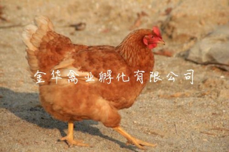 海南褐蛋鸡苗