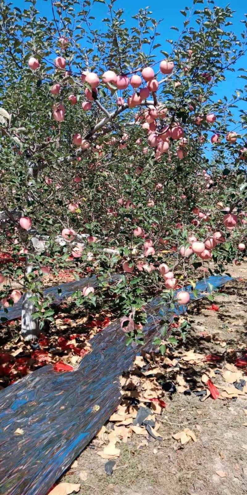 无公害，又脆又甜的苹果