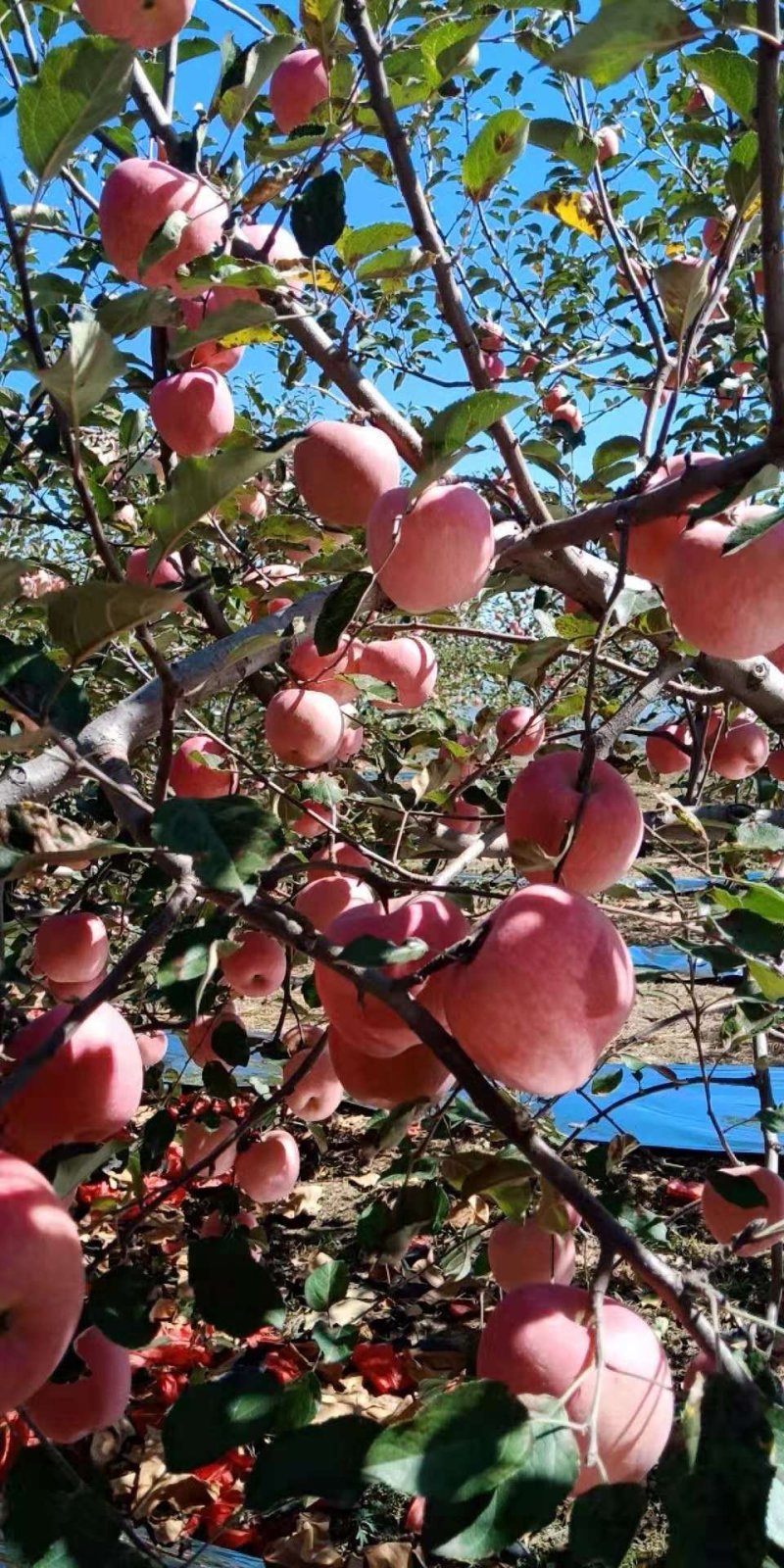 无公害，又脆又甜的苹果