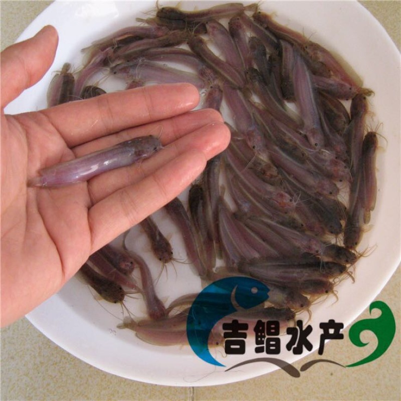 胡子鲶苗