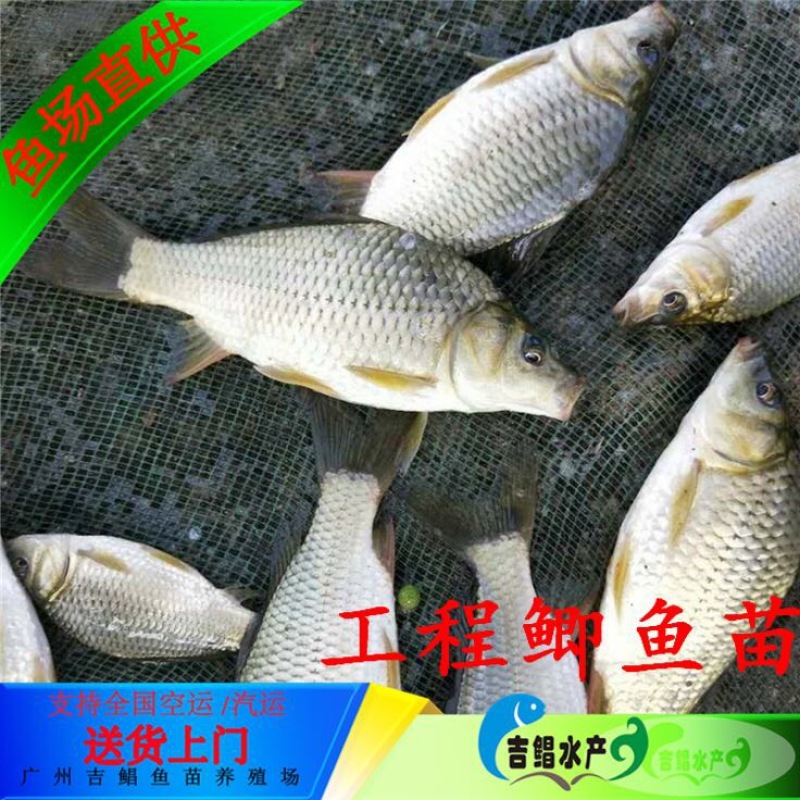 湘云鲫鱼苗3~5公分