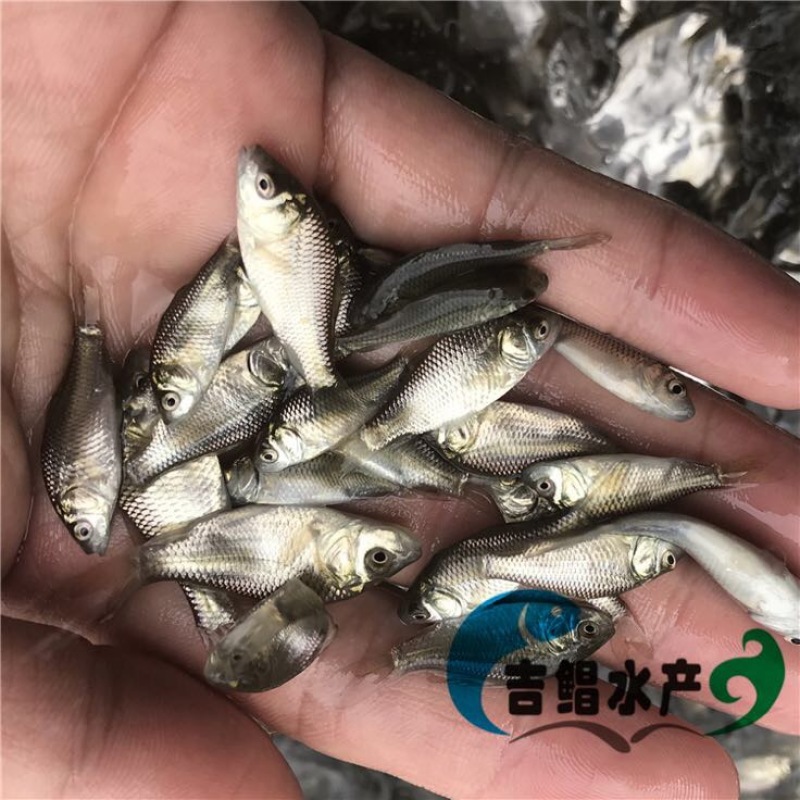 湘云鲫鱼苗3~5公分