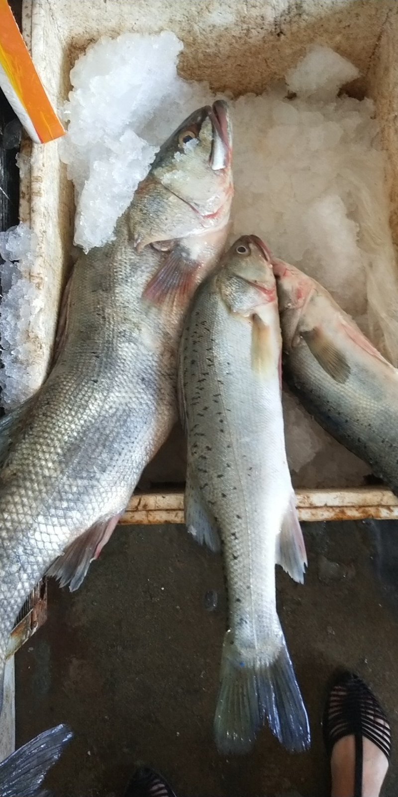 鲈鱼海钓鲈鱼