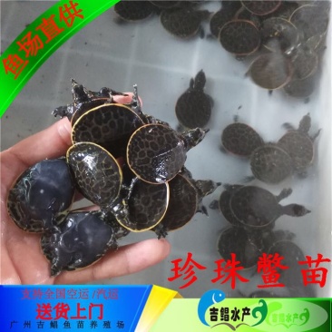 鳖苗雄人工养殖