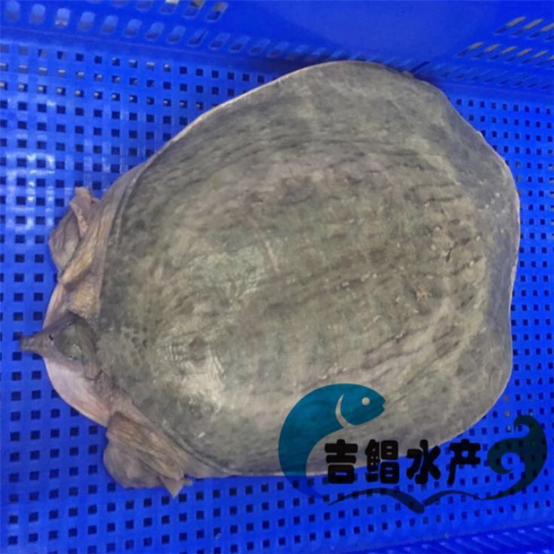 鳖苗雄人工养殖