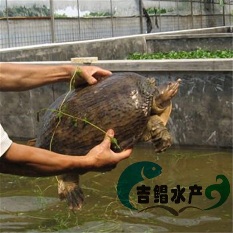 鳖苗雄人工养殖