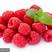 红树莓树苗，黑树莓，保品种纯度，免费技术指导