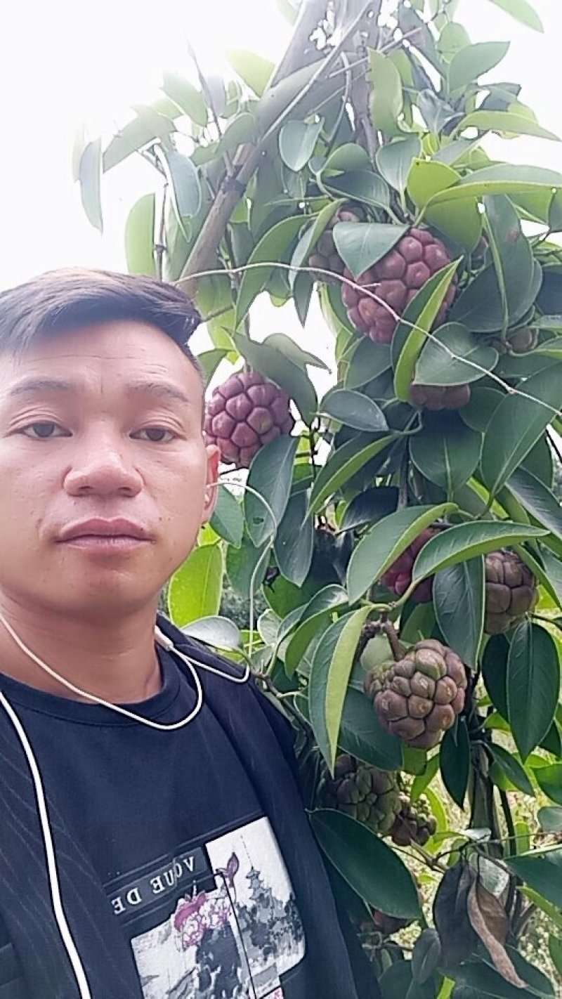 黑老虎布福娜果营养价值特别高果肉鲜美