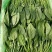 精品大叶菠菜批发大叶菠菜20~30公分货量巨大日供10斤